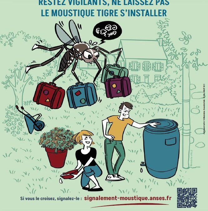 Moustique tigre