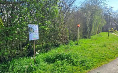 Piégeage des frelons asiatiques